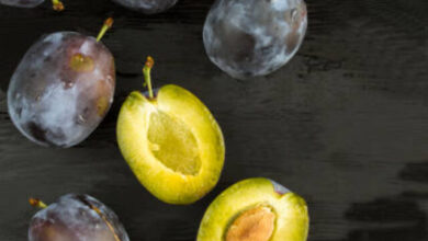 Top view of fresh blue plums on black background. Close-up. Location vertical.